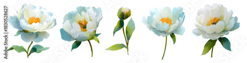 Watercolor set of white peony flowers. Opened lush peony buds with green stems and leaves. Romantic white flowers. Perfect for designing wedding invitations, cards, spring decor.