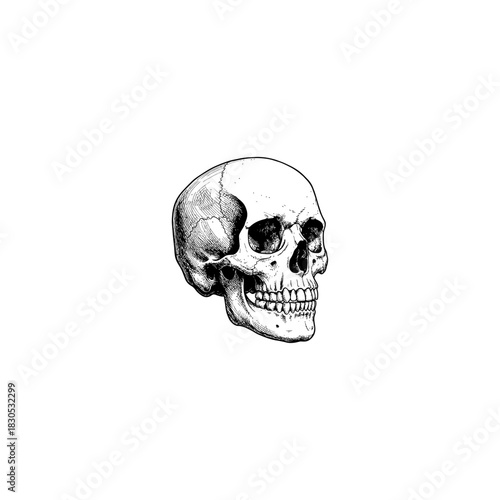 Detailed human skull engraving.