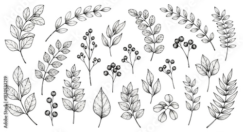 Illustration of various leaves and berries with intricate details and different shapes and sizes