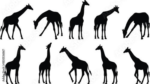Black Silhouettes of Giraffes in Various Natural Poses – Standing, Walking, Bending, Turning – Wildlife, Animal Behavior, Safari Concept