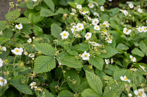 Blooming strawberry plant with white flowers and green leaves in garden