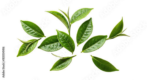 Fresh Green Tea Leaves with Dried Black Tea and Tea Crumbs Isolated on White