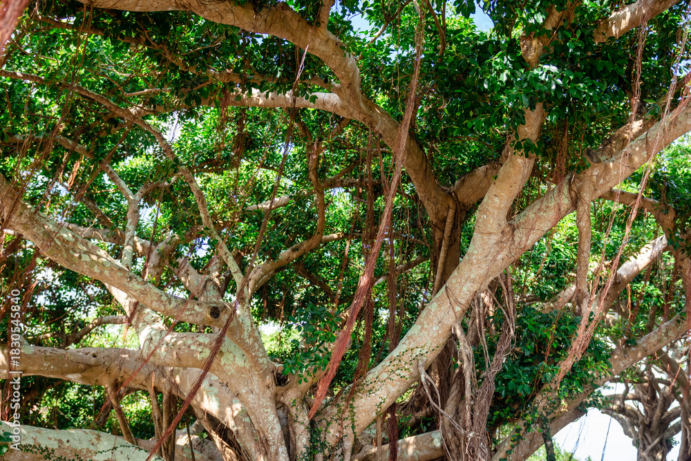 Fototapeta premium tree in the sky