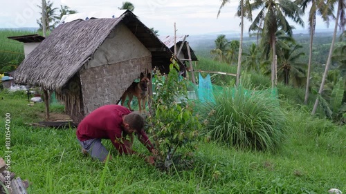 Man trimming a plant with a big dog in the background. 
