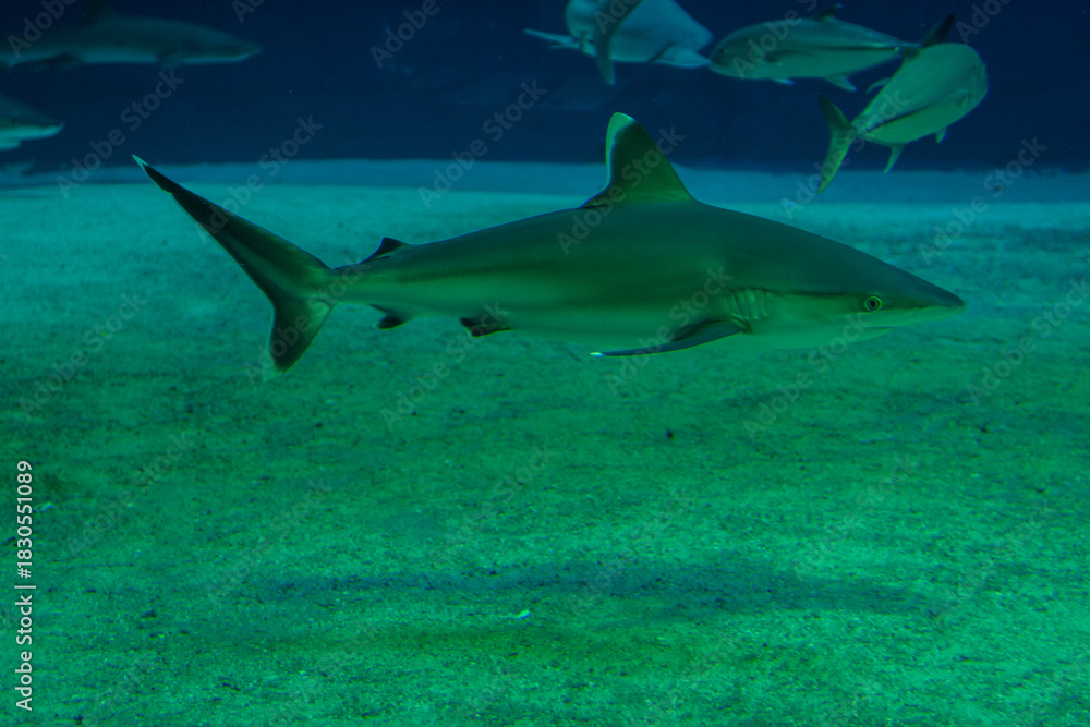 Fototapeta premium shark in the water