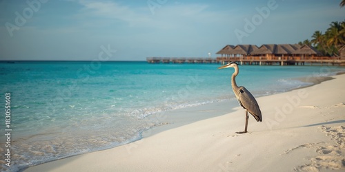 Fototapeta Naklejka Na Ścianę i Meble -  Serene heron standing on a Maldives beach, nature scene emphasizing shoreline wildlife, Earth Day