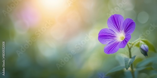 Close up of fresh longan fruit on a market wooden table, highlighting seasonal produce for sale
