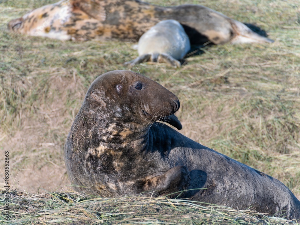 Fototapeta premium Seal pup on beach at sunrise. Resting on coastal shore grey seal lying on beach along North Sea Coast. Breeding season Lincolnshire UK. Donna Nook Grey Seal Colony.