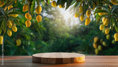 Empty Wooden Podium Surrounded by Lush Mango Trees in Golden Sunlight.