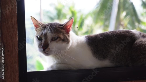 cat on the window