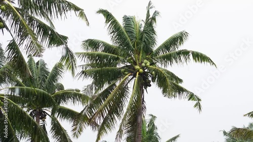 Close-up video of palm trees swaying by the strong wind and rain. 