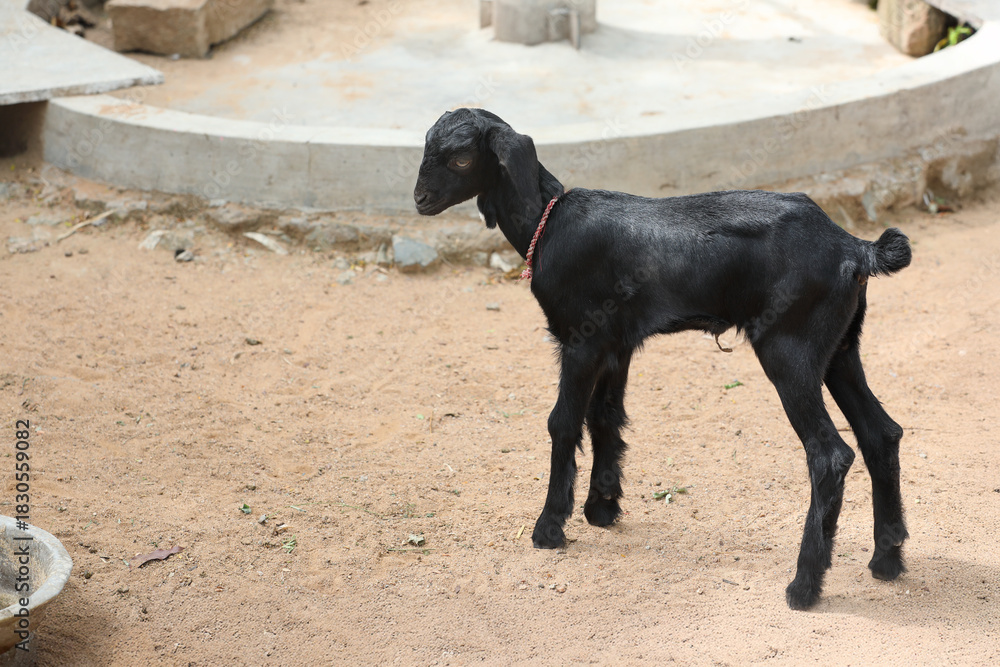 Naklejka premium Young Goat in village farm