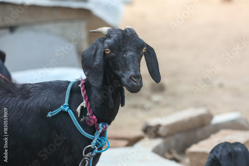 Tied Goat in village farm