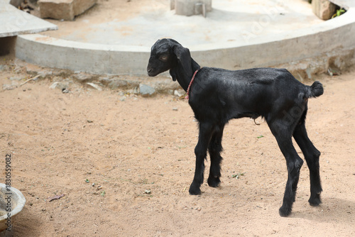Young Goat in village farm