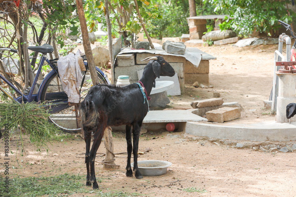 Obraz premium Tied Goat in village farm