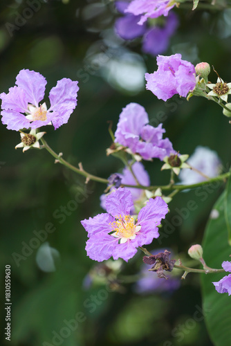 Wallpaper Mural Beautiful Lagerstroemia speciosa flowers in garden Torontodigital.ca