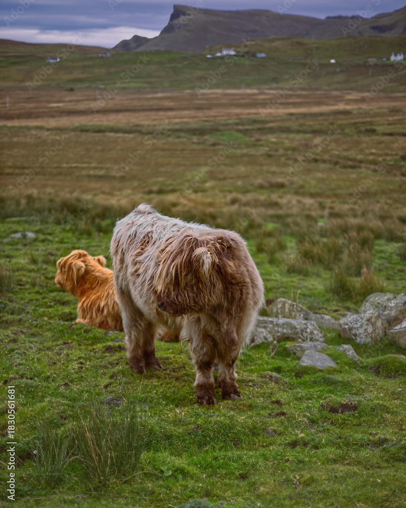 Obraz premium Highland cattle calves, breed with long horns and coat, shaggy and reddish brown (sometimes black, yellow, pale silver). Isle of Skye-Scotland-117