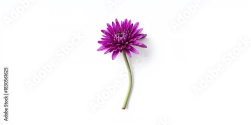 Roe deer in tall grass, natural habitat conservation effort, Earth Day