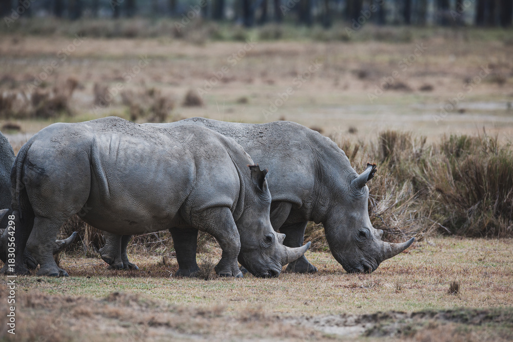 Obraz premium rhino in the wild