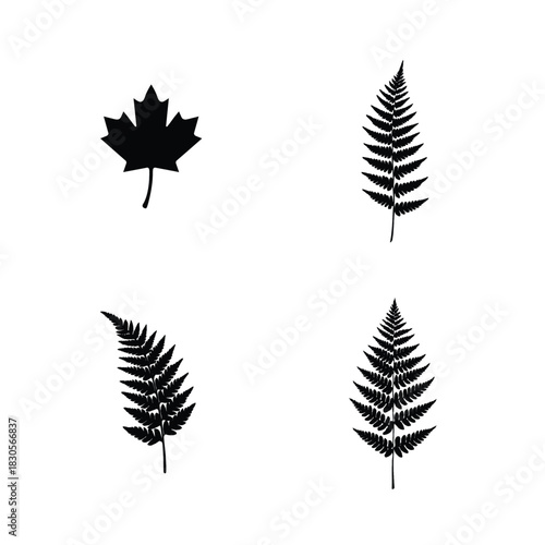 Four Black Silhouettes of Nature Elements on White Background Keywords: fern, leaf, maple leaf, canadian maple leaf