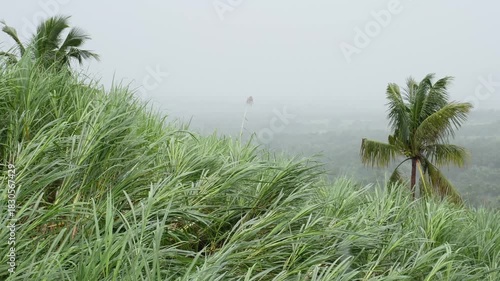 Tall grass and palm trees swaying in the wind. 