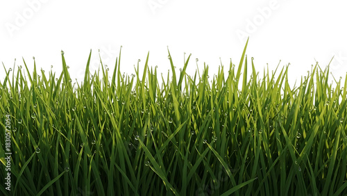 Fresh green grass with dew drops on transparent background summer meadow