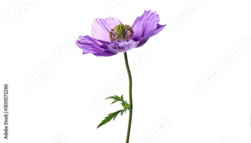 Purple poppy flower isolated on white.