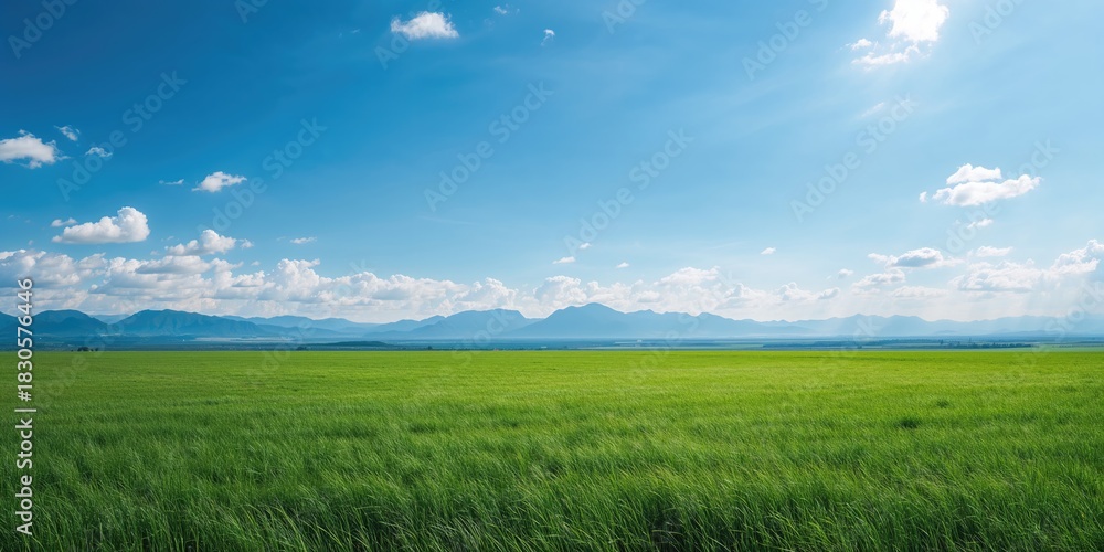 Naklejka premium Vividly colored orchids in bloom, ideal for floral arrangement backgrounds