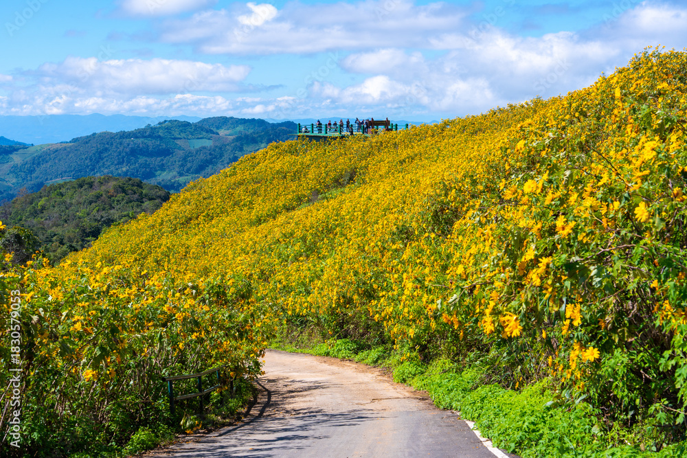 Naklejka premium Scenic mountain road curves through vibrant Mexican sunflower and marigold field under bright blue sky. Mexican sunflower flower field