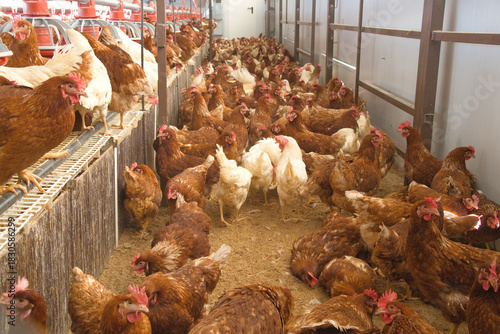 Bild auf Leinwand gallinas encerradas gripe aviar