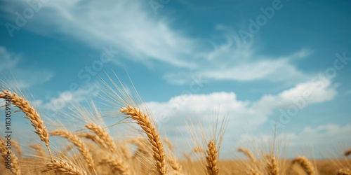 Fototapeta Naklejka Na Ścianę i Meble -  Artificial dunes on a Mediterranean beach, emphasizing erosion control practices, summer season