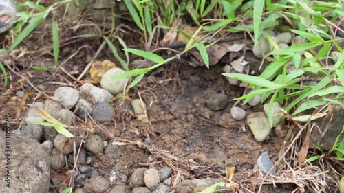 Centipede and ants under a stone., nature