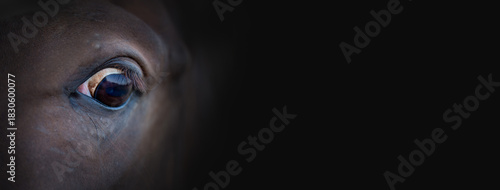 Wallpaper Mural The eye of a beautiful horse on a dark background. Banner. Horse fear Torontodigital.ca