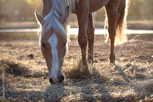 Wallpaper Mural A beautiful palomino horse with a light mane basks in the setting sun. It eats hay. Torontodigital.ca