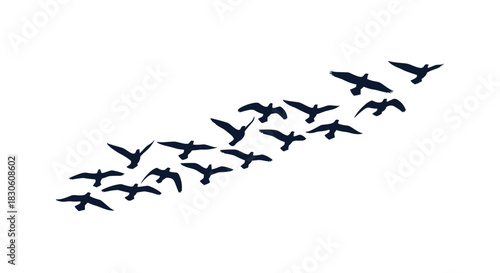 A large flock of bird silhouettes flying together in a loose formation isolated on a clean and simple white background.