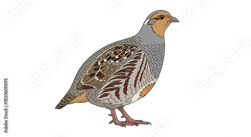 Realistic and detailed vector illustration of a grey partridge a common game bird shown standing on a plain white background.