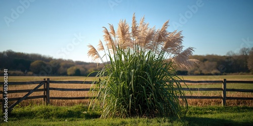 Wallpaper Mural Nice Giant reed Arundo donax with green leaves and flowers, used as a natural background on sunny autumn day Torontodigital.ca