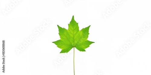 Wild boar in a park, emphasizing natural habitat and wildlife activity