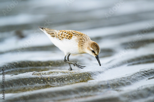 採餌するトウネンの幼鳥