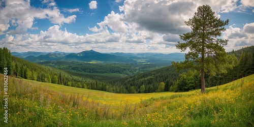 Fototapeta Naklejka Na Ścianę i Meble -  Black forest landscape sky with summer foliage, natural scenery emphasizing seasonal change