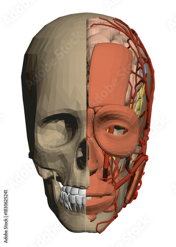 Animated human skull with detailed anatomy, showing brain structure and facial muscles.
