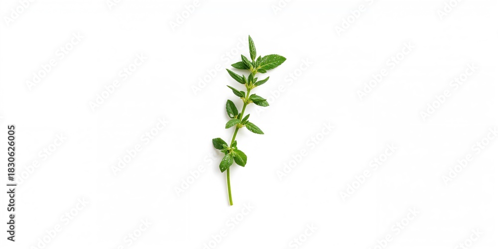 Fototapeta premium Pink orchid and island bark backdrop, water and forest scene, summer nature setting, suitable for landscape backgrounds