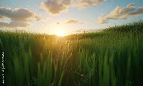 Golden hour over a lush green field, capturing the serenity and beauty of nature