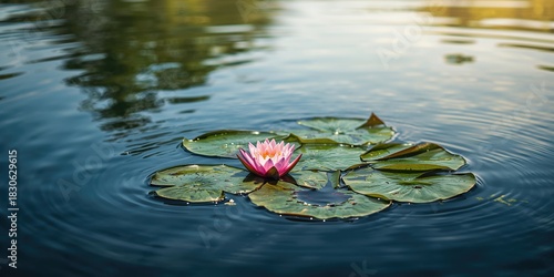 Doe walking along a summer lake shoreline, emphasizing leisure and natural setting, seasonal change