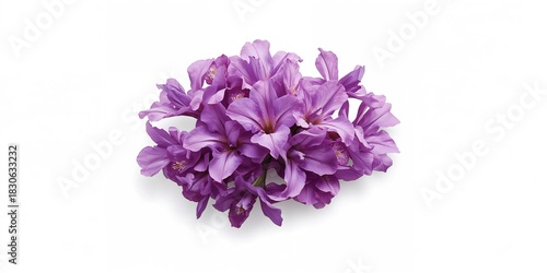 Wallpaper Mural Colorful Bougainvillea flowers in front of a house used as vibrant garden decor, spring planting awareness Torontodigital.ca