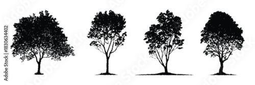 American beech trees, conceptual black silhouette vector symbolizing natural beauty, strength, endurance, ecological responsibility, environmental protection, forest conservation, and creative nature