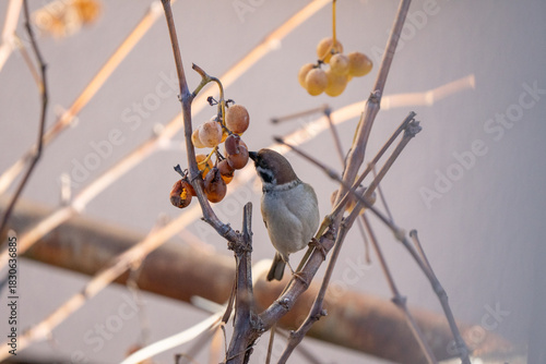 Quadro su tela Sparrow eating grapes