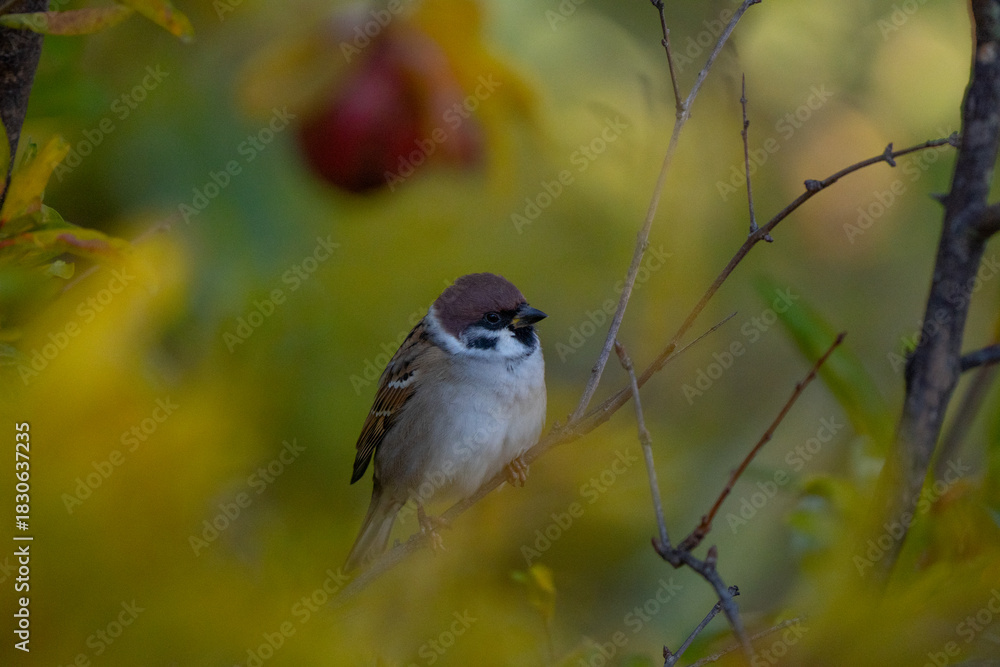 Obraz premium Sparrow eating grapes 