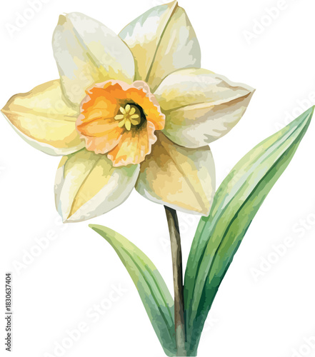 Narcissus Flower Botanical Vector Watercolor Illustration
