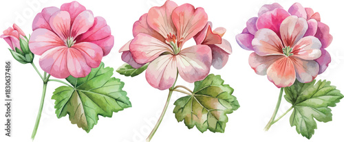 Set of Pink Geranium Flowers Botanical Vector Watercolor Illustration